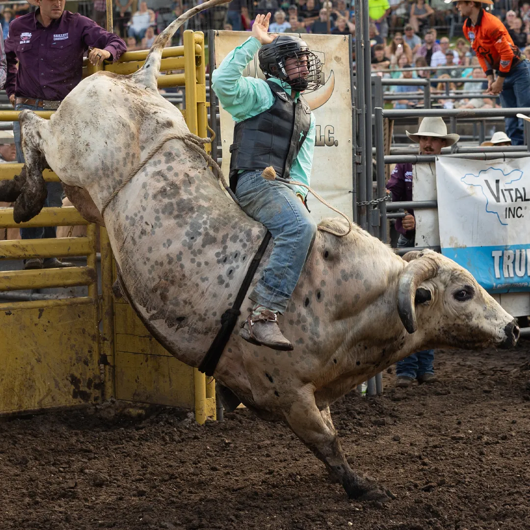 Steer Riding