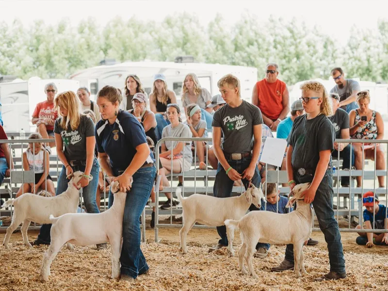 Kiddie Goat Sheep Show Event Header Image Decorative