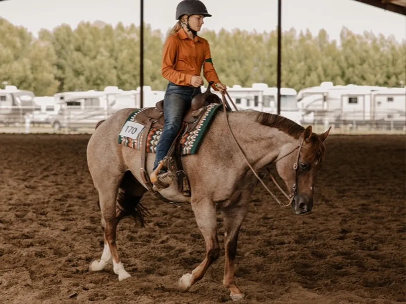 Open Horse Show Event Header Image Decorative