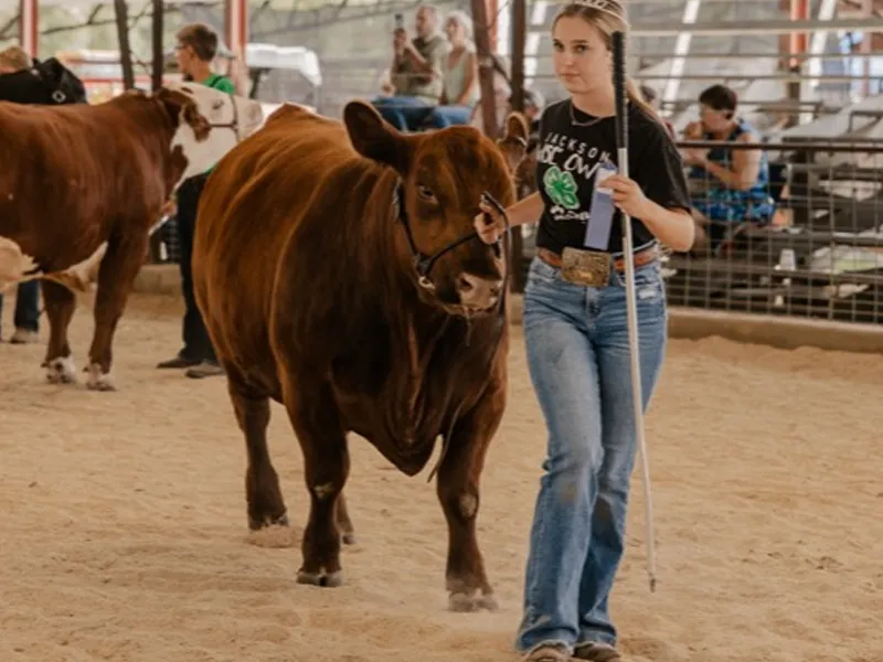 Prime Steer Show Event Image Decorative